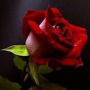 Meet your Posher, Debra